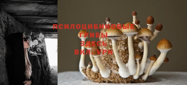 крисы Абаза